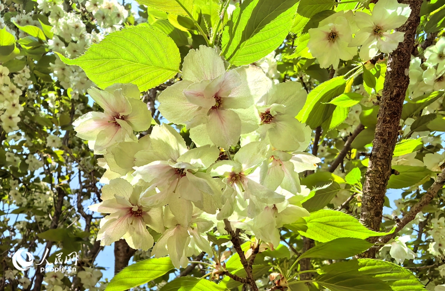 芳菲四月，河南省鹤壁市30余万株樱花次第绽放。人民网记者 徐驰摄