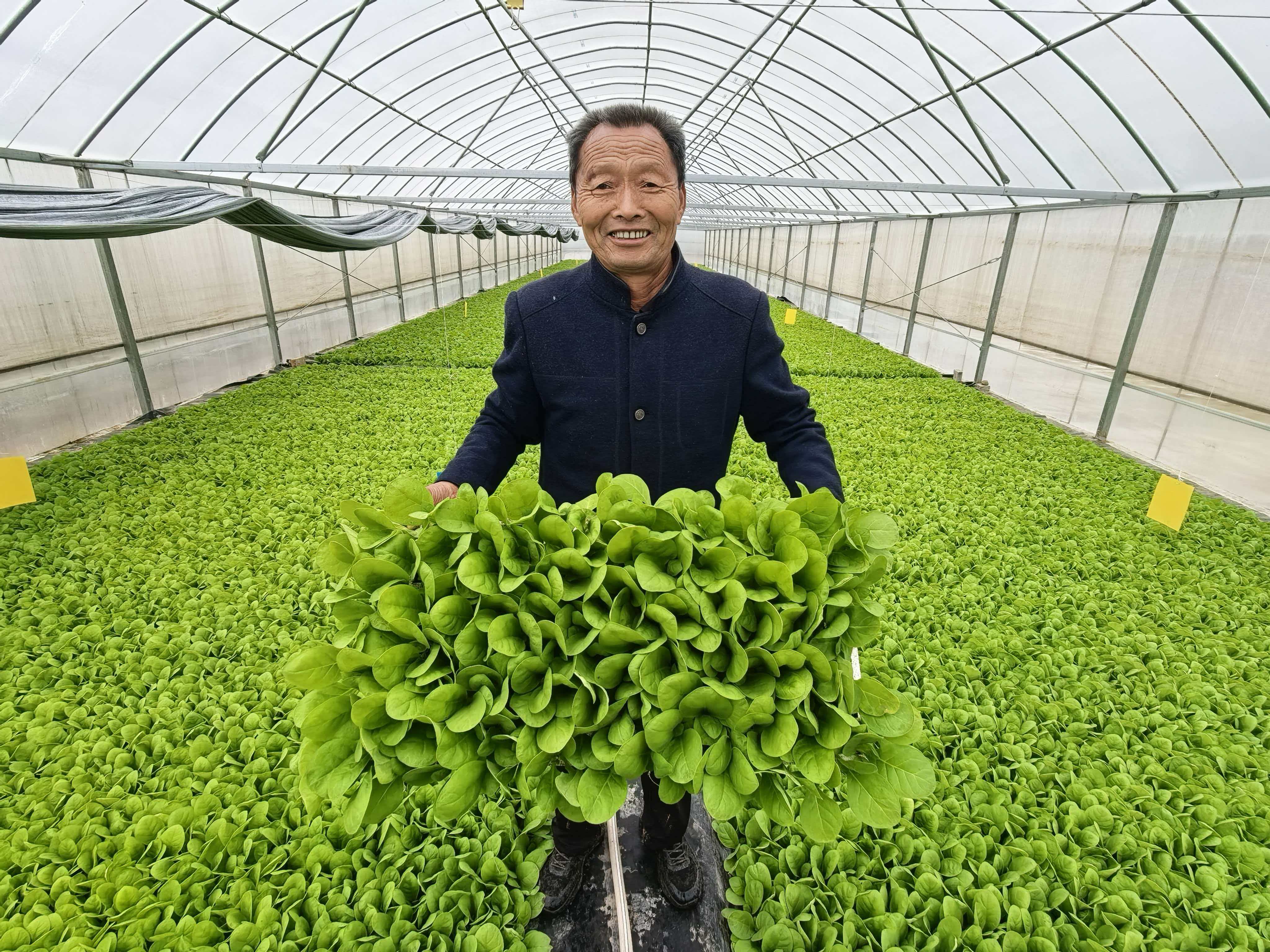 圖為興華鎮煙苗出棚。趙文岳攝