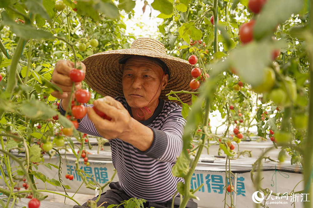 在浙江省宁波市镇海区庄市街道欣丰农场，农户忙着采摘番茄。人民网 章勇涛摄