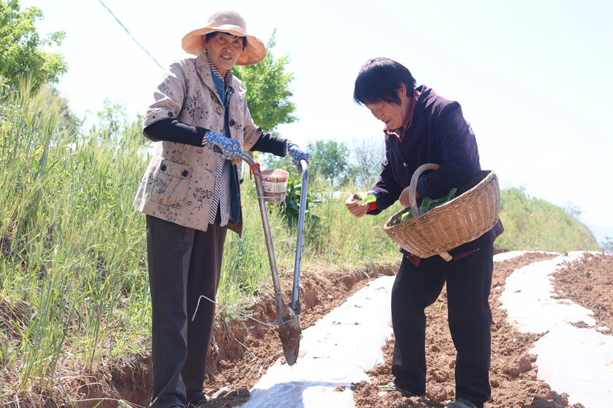 圖為沙河鄉煙農在田間移栽煙葉。周洋攝