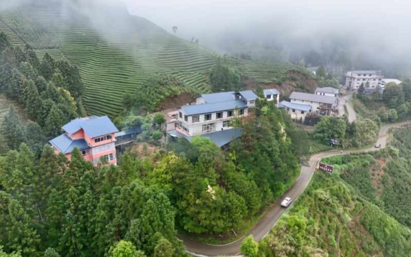 春茶采制正当时
