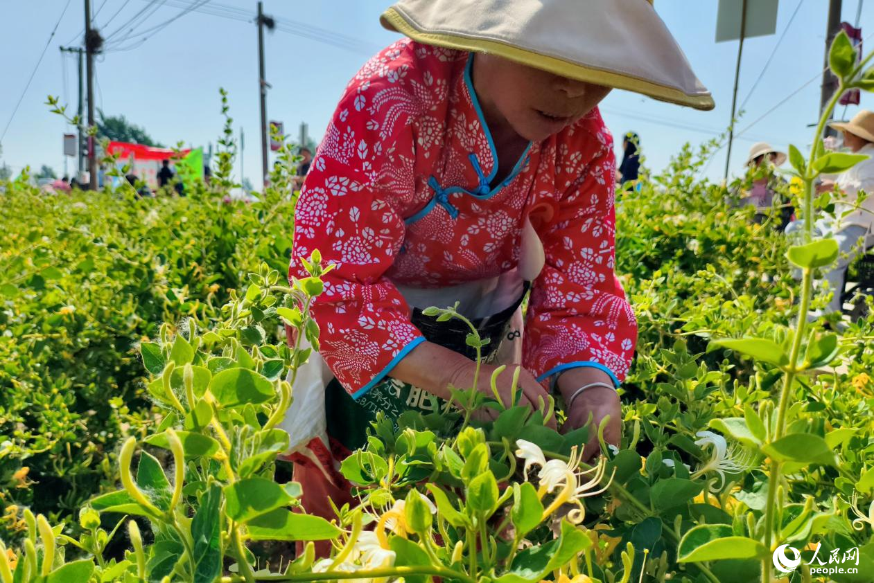 采摘女工同台竞技。人民网记者 程明辉摄
