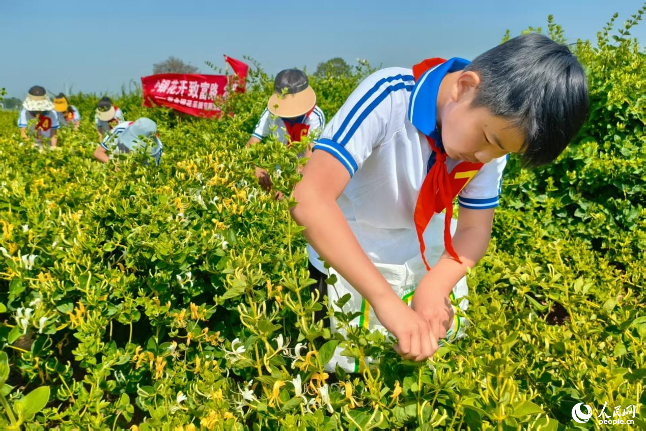 学生组采摘比赛。人民网记者 程明辉摄