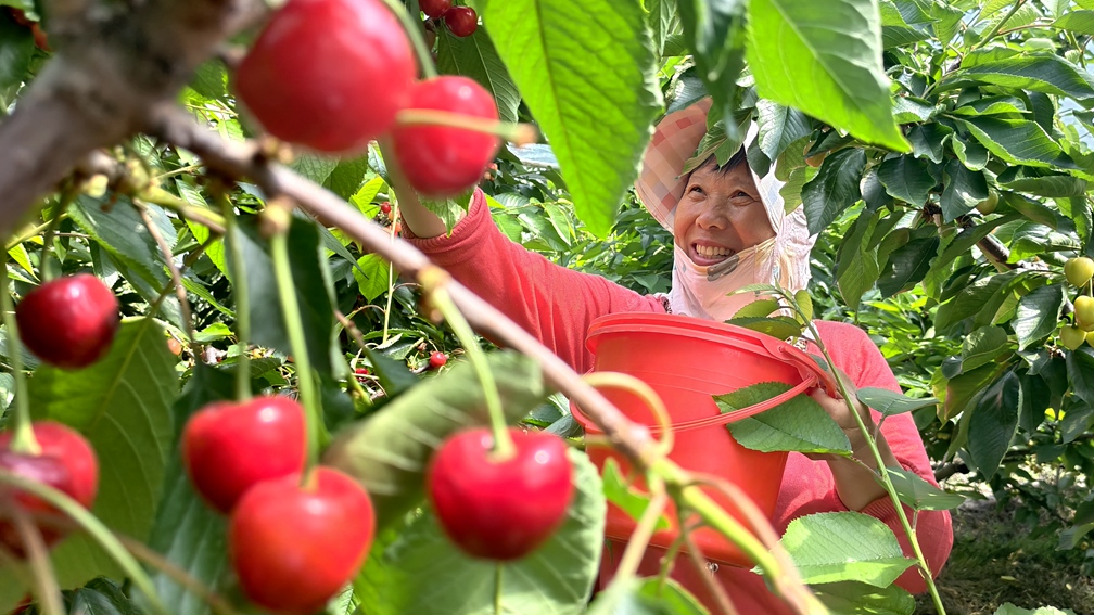 果农正在采摘太樱桃给客商备货。王青伟摄