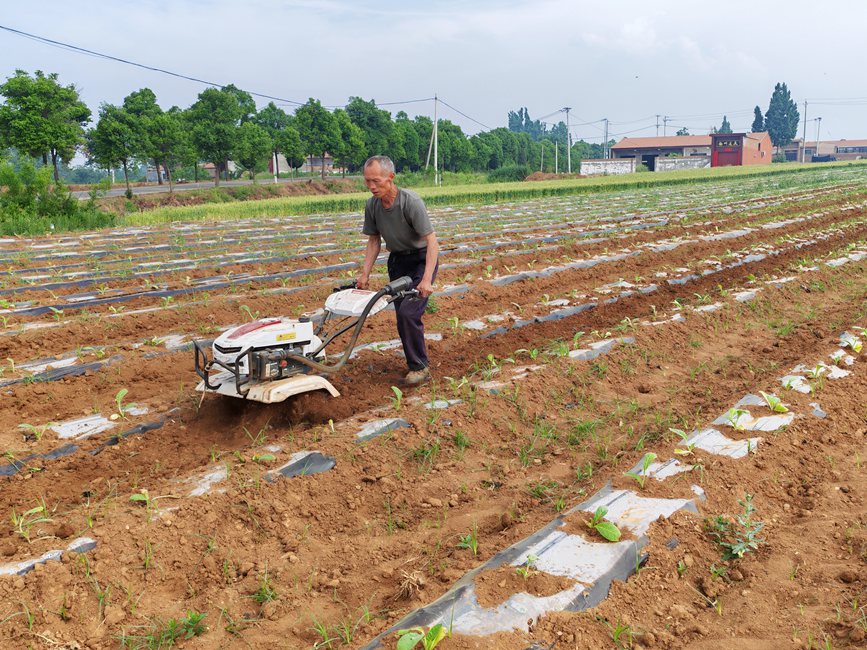 圖為煙農操控旋耕機中耕除草。李延壽攝
