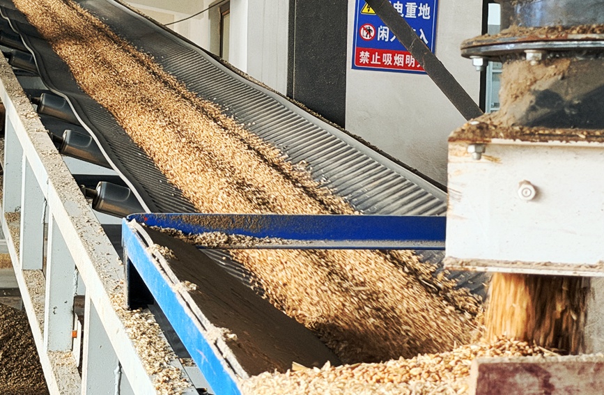 传送带飞速运转，刚从田间收割回来的湿度较大的小麦，被源源不断送入烘干设备。人民网记者 常力元摄