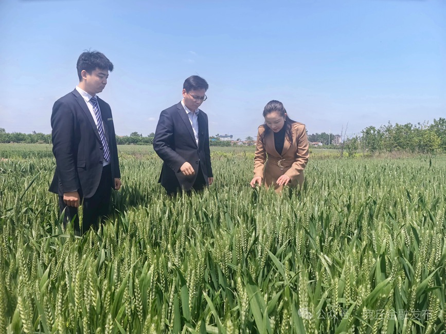 工行商丘寧陵支行為種植專業合作社提供“種植e貸”，助力現代農業發展。