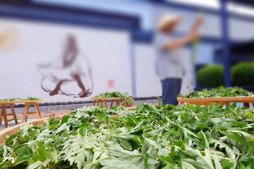 南阳国医仲景产业集团片区非物质文化遗产代表性传承人正在摘、晾艾草。张新军摄