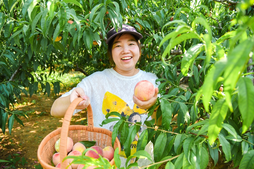 小桃果做成富民大产业。王玺摄