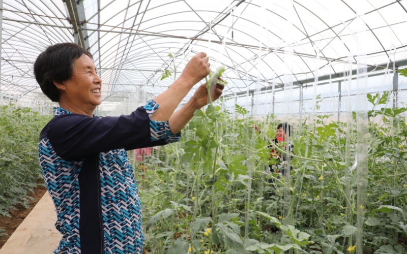 村民在打理西瓜植株。姚諄攝
