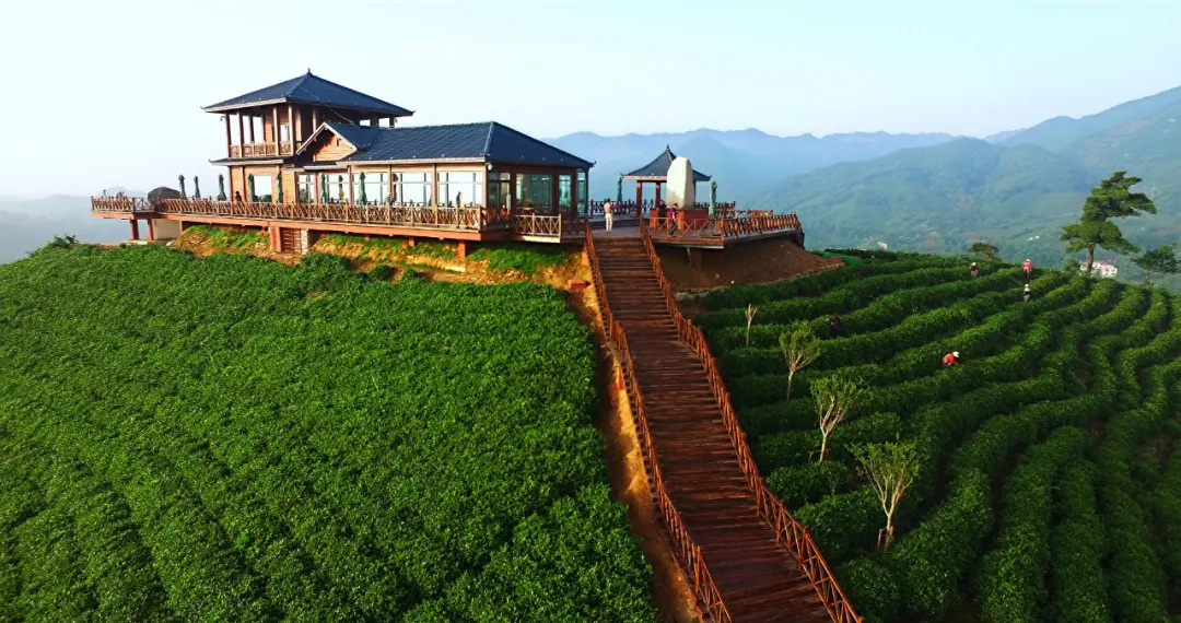 清明浉河茶旅︱赴一場春與茶的詩意之約