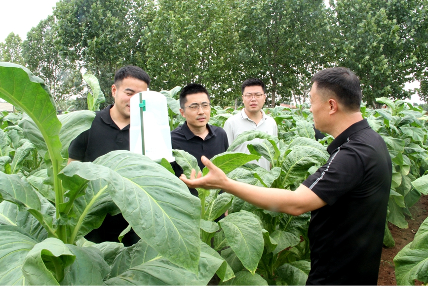 图为烟技员调研诱捕器防控技术开展情况。席新超摄