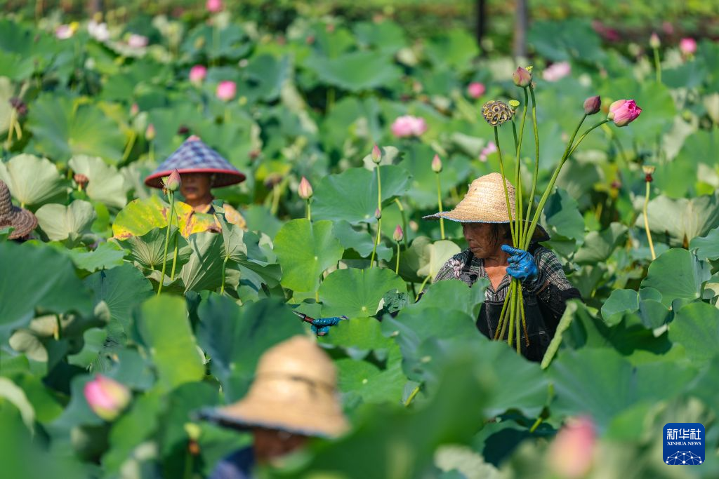 重庆大足：发展荷花产业 培育“美丽经济”