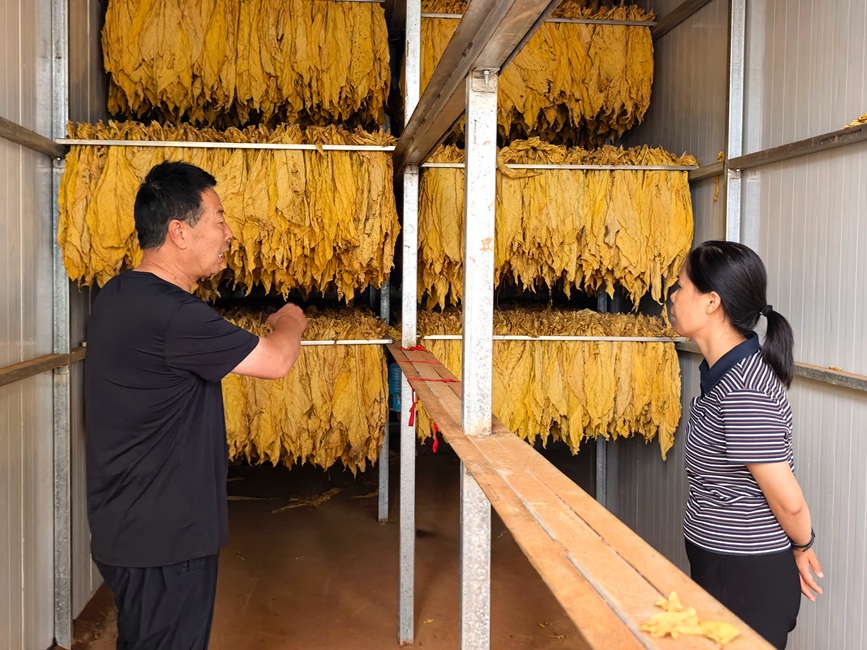 圖為澠池縣分公司主要負責人（右一）調研煙葉烘烤情況。陳一璇攝