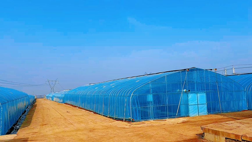 菜園鄉后架河煙葉育苗工場  謝家樹攝