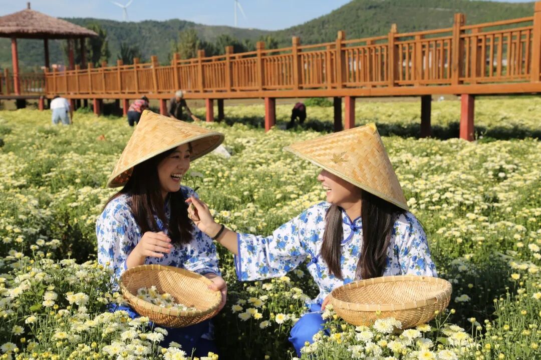 一朵田间菊 一片富民花。林州市委宣传部供图