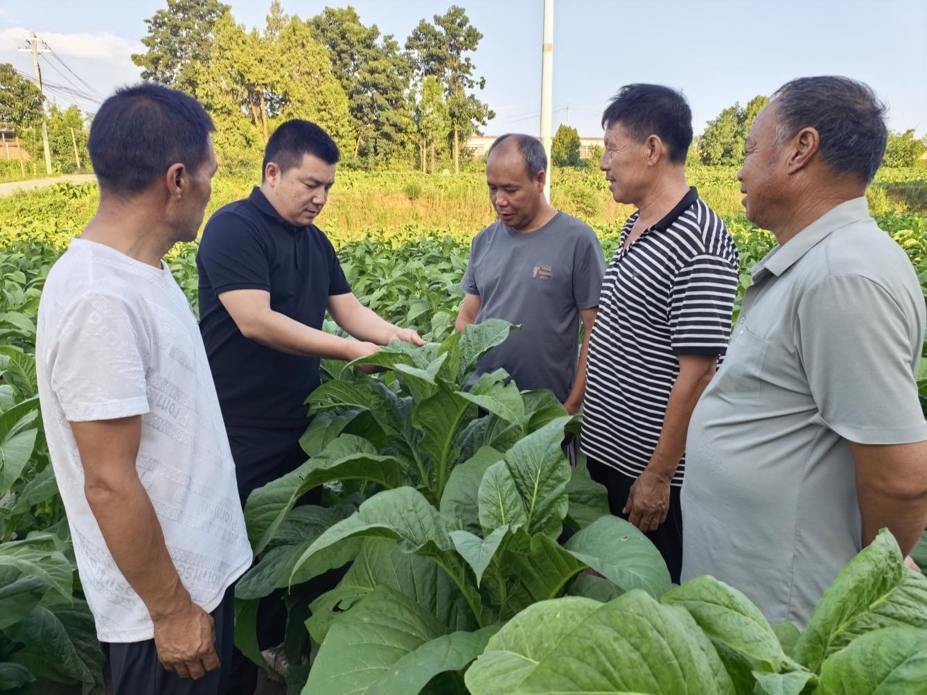煙葉技術員田間實地培訓，手把手傳授技術。王碩攝