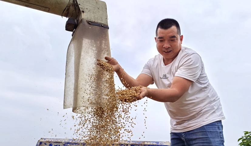 精准监督护航夏粮丰产丰收