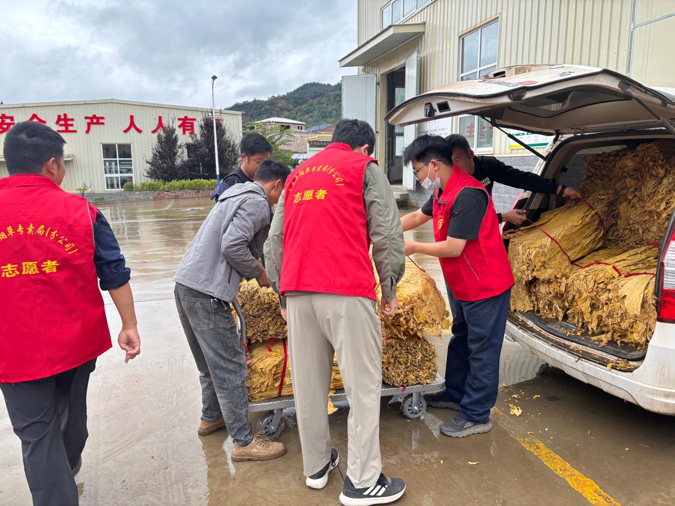 圖為黨員志願者幫助煙農卸煙。代靜攝