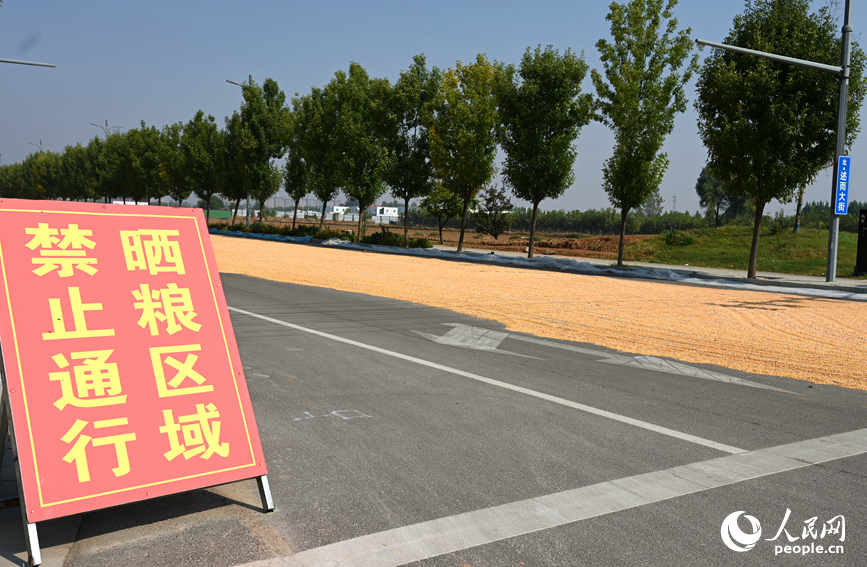 优化路网，助农晒粮。人民网记者 王玉兴摄