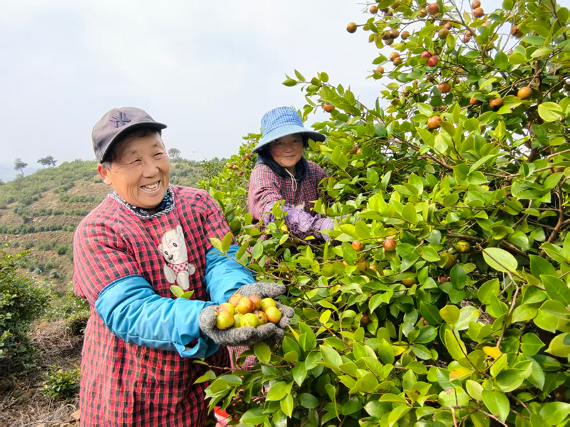 油茶丰收,群众笑开颜。洪晓燕摄