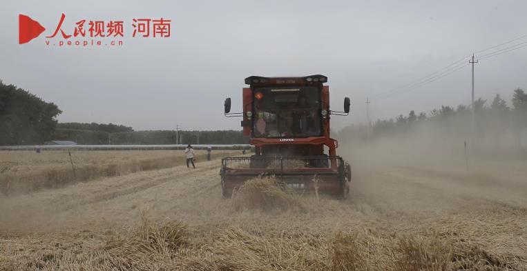 河南贾湖遗址麦收忙 又是一个丰年