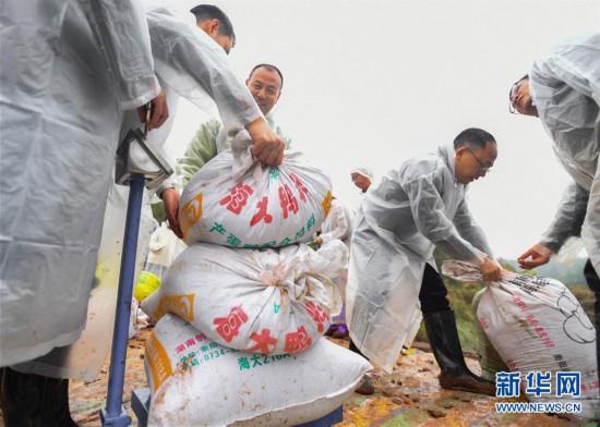 （图文互动）（7）袁隆平团队杂交水稻双季亩产突破1500公斤