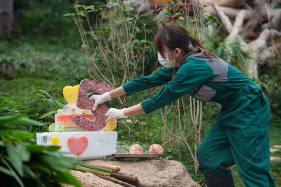 6月26日，澳门大熊猫馆饲养员为大熊猫“健健”准备生日蛋糕。