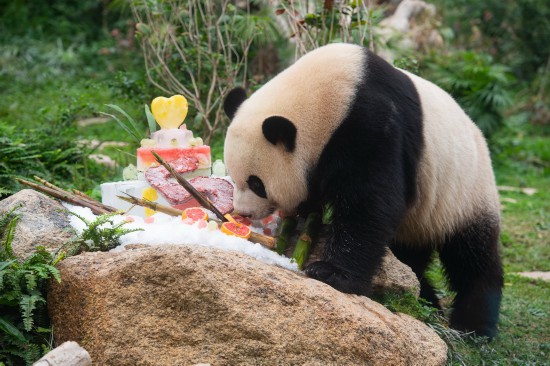 6月26日拍摄的大熊猫“健健”。