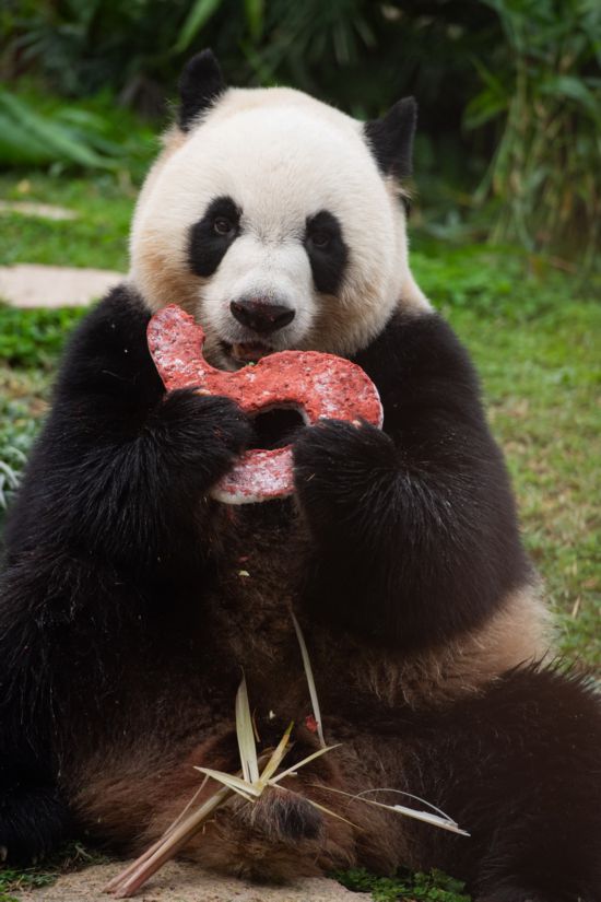 6月26日拍摄的大熊猫“健健”。