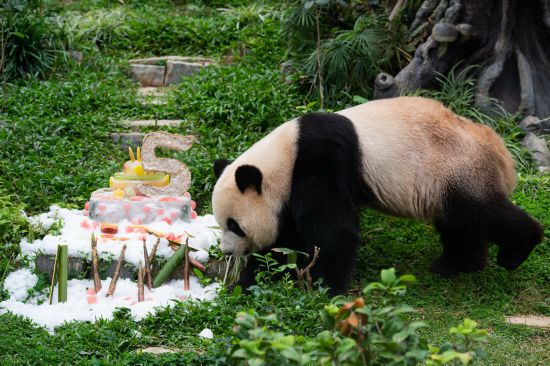 6月26日拍摄的大熊猫“康康”。
