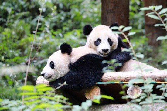 大熊猫“鑫鑫”带崽。中国大熊猫保护研究中心供图