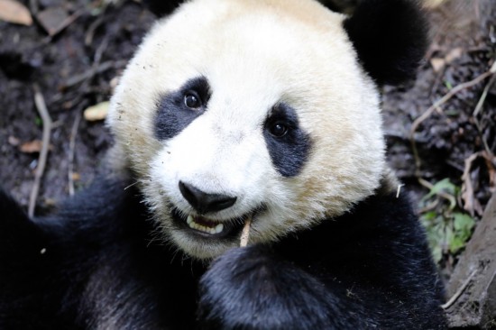 大熊猫“航宝”。中国大熊猫保护研究中心供图