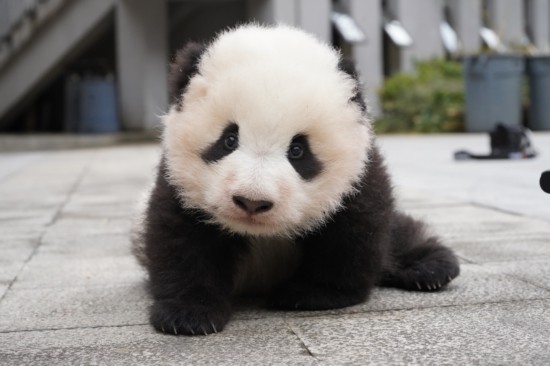 “冰冰”二崽命名为“冰宝”。中国大熊猫保护研究中心供图