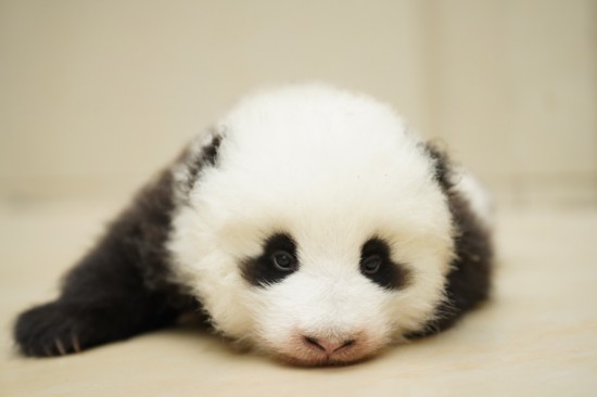 “青宝”“冰宝”官宣 第九个“世界野生动植物日”代言大熊猫正式命名