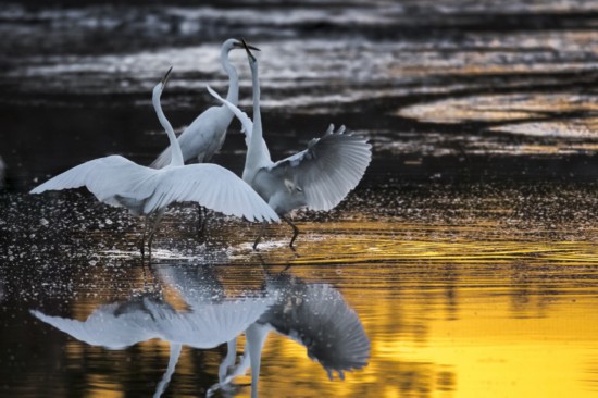 黄河湿地灰鹤翩翩起“舞”。 芦有碳摄