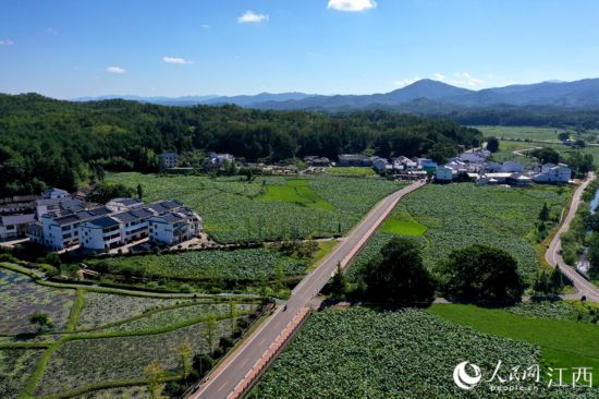 江西广昌姚西村嵌在莲池的秀美山村