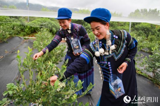 布拖县大力发展现代农业产业，图为布拖县拖觉镇万亩高原蓝莓高标准种植示范园。俄底尔以摄