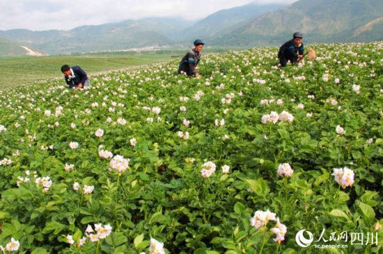 布拖是凉山州土豆种植大县，土豆品质优越。苏呷此色摄