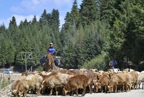 新疆特克斯县的牧民赶着羊群转场行进在牧区公路上（2019年8月13日摄）。新华社记者 胡虎虎 摄
