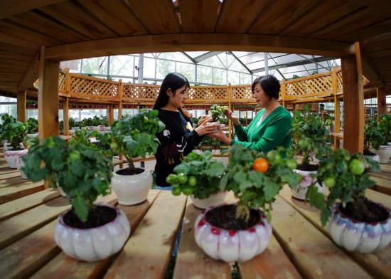 在沙河村“花音畔”蔬菜盆景直播基地，花农们在做直播前准备。丁华明摄