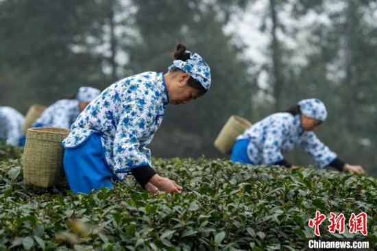 犍为县舞雩镇高龙村茶山上正在采早春茶的茶农。　刘忠俊 摄