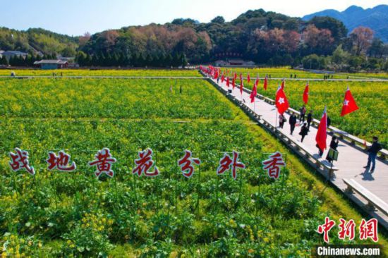航拍古田会址景区的油菜花。 杨国鑫 摄