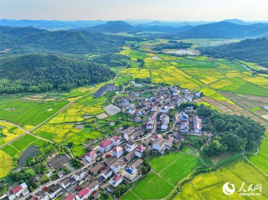 抚州市东乡区黎圩镇潭江村，高标准农田里金灿灿的早稻与村庄古建、绿树青山相映衬，一幅夏日乡村丰收画卷铺展开来。人民网 朱海鹏摄