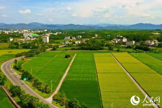 通过成立联合社，当地统一协调各合作社种植计划、农资采购、农机调配、生产标准、产品销售等工作，将“单打独斗”的局面扭转为“抱团发展”。人民网 李唯一摄