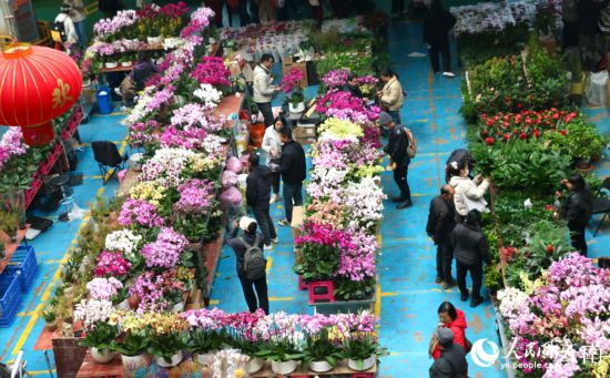 消费者在昆明斗南花市挑选鲜花。人民网 雷霁摄